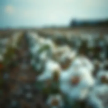 Eco-friendly cotton farming practices